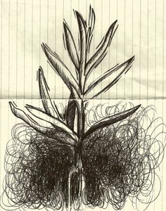 植物、2014年（紙にインク） 作： マルコ・カンペデッリ