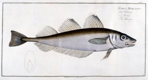自然史ボード: Marc Elieser Bloch Ichtyologie Paris - Berlin - London 1787 の後のホワイティング。 作： Marcus Élieser Bloch