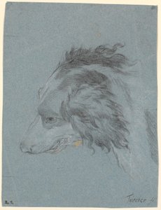犬の頭 作： Marcus Tuscher
