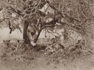 ライオンは木に登りますか？、カメラは答えます 作： Marcuswell Maxwell
