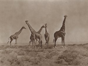 ケニアの平原で 作： Marcuswell Maxwell