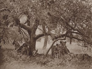乱されたシエスタ 作： Marcuswell Maxwell