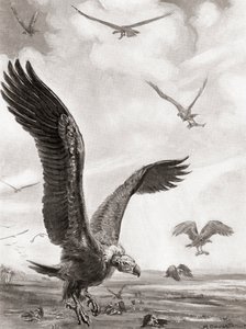 戦死者の手足を持ち去るハゲワシ（ハッチンソンの『諸国民の歴史』1915年刊より 作： マーガレット（後）ドヴァストン