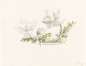 生け花の習作 （黒鉛、水彩） 作： Margaret Louisa Herschel