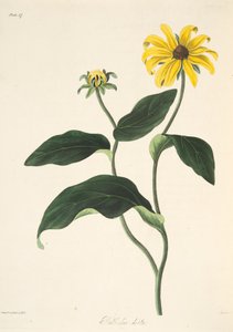 ブラックアイドスーザン、季節の花のイラスト、パブ。 1829年（手描きの彫刻） 作： Margaret Roscoe