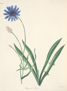 青い花のイラスト、季節の花のイラスト、パブ。 1829年（手描きの彫刻） 作： Margaret Roscoe