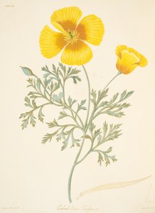 カリフォルニアのEschscholtzia、季節のフローラルイラスト、パブから。 1829年（手描きの彫刻）