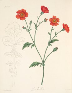 チリのエイヴンズ、季節のフローラルイラスト、パブ。 1829年（手描きの彫刻） 作： Margaret Roscoe
