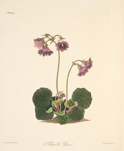 Clusiuss Soldanella、季節の花のイラスト、パブ。 1829年（手描きの彫刻）