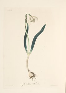 一般的なスノードロップ、季節の花のイラスト、パブ。 1829年（手描きの彫刻） 作： Margaret Roscoe