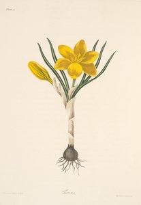 一般的な黄色のクロッカス、季節の花のイラスト、パブ。 1829年（手描きの彫刻） 作： Margaret Roscoe