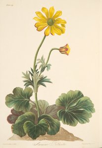 シクラメンの葉のアネモネ、季節の花のイラスト、パブ。 1829年（手描きの彫刻） 作： Margaret Roscoe