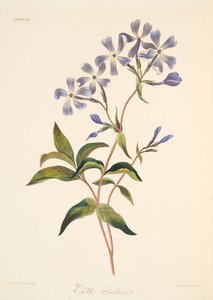 初期の開花シジミチョウ、季節の花のイラスト、パブ。 1829年（手描きの彫刻）