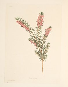 パブ、季節のフローラルイラストレーションからの肌色、早い流れのヒース。 1829年（手描きの彫刻） 作： Margaret Roscoe