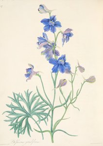 素晴らしい花の咲くラークスパー、季節の花のイラスト、パブ。 1829年（手描きの彫刻）