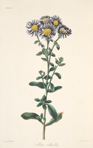 イタリアのアスター、季節の花のイラスト、パブ。 1829年（手描きの彫刻）
