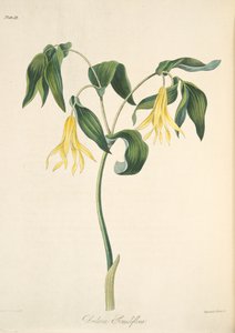 大きな花の咲くベルワート、季節の花のイラスト、パブ。 1829年（手描きの彫刻）