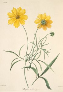 大きな花の咲くマダニ、季節の花のイラスト、パブ。 1829年（手描きの彫刻）