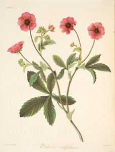 ニパルポテンティラ、季節の花のイラスト、パブ。 1829年（手描きの彫刻）