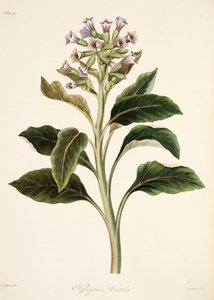 オリエンタルヒョスムス、季節の花のイラスト、パブ。 1829年（手描きの彫刻） 作： Margaret Roscoe