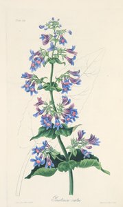 Ovate-leaved Penstemon、季節の花のイラスト、パブ。 1829年（手描きの彫刻） 作： Margaret Roscoe