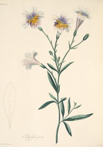 描かれたSalpiglossis、季節の花のイラスト、パブ。 1829年（手描きの彫刻）