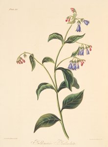 季節の花のイラストからパニッシュされたルングワート1829年（手描きの彫刻） 作： Margaret Roscoe
