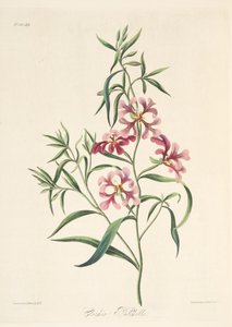 Pretty Clarkia、季節の花のイラスト、パブ。 1829年（手描きの彫刻） 作： Margaret Roscoe