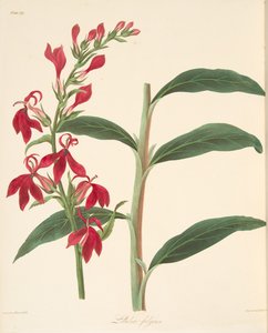 Refulgent Lobelia、季節のフローラルイラスト、パブ。 1829年（手描きの彫刻） 作： Margaret Roscoe