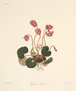 丸い葉のシクラメン、季節の花のイラスト、パブ。 1829年（手描きの彫刻） 作： Margaret Roscoe