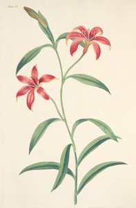 季節の花のイラストからの自色の中国のユリ、パブ。 1829年（手描きの彫刻） 作： Margaret Roscoe