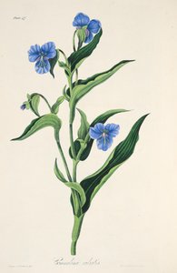 スカイブルーのコメリーナ、季節の花のイラスト、パブ。 1829年（手描きの彫刻） 作： Margaret Roscoe