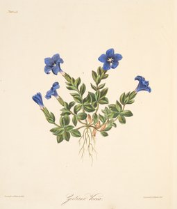 春のジェンティアン、季節の花のイラスト、パブ。 1829年（手描きの彫刻） 作： Margaret Roscoe