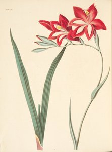素晴らしい花のイラスト、季節のフローラルイラスト、パブから。 1829年（手描きの彫刻） 作： Margaret Roscoe