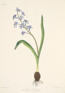 パブ、四季折々の花のイラストからの2葉スクイル。 1829年（手描きの彫刻） 作： Margaret Roscoe