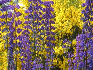 Lupins na Terra do Fogo.