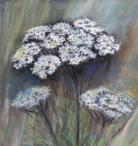 カウパセリ（Anthriscus Sylvestris）、2021年（パステル） 作： Margo Starkey