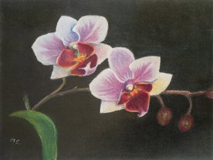 寝室の蘭、2020年（パステル） 作： Margo Starkey