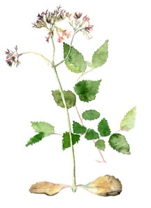 花, 2018 作： Maria Basea