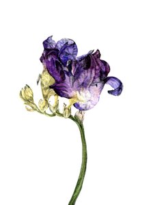フリージアの花、2018年 作： Maria Basea