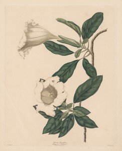 聖杯のつる 作： Maria Catharina Prestel