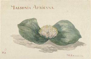 ブルーム マソニア アフリカーナ MASSONIA AFRICANA (オブジェクトのタイトル) 作： Maria Geertruida Barbiers Snabilié