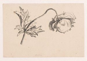 ポピー 作： Maria Geertruida de Goeje Barbiers (attributed to)