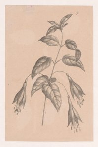 花の枝