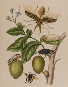 1705年に出版された「Metamorphosis insectorum Surinamensium」のイラスト。Ofte Verandering der Surinaamsche Insecten」（1705年出版）の図版（彩色済み彫刻）。 作： Maria Sibylla Graff (after) Merian