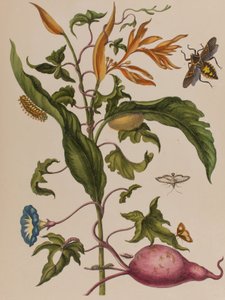 1705年に出版された「Metamorphosis insectorum Surinamensium」のイラスト。Ofte Verandering der Surinaamsche Insecten」（1705年出版）の図版（彩色済み彫刻）。 作： Maria Sibylla Graff (after) Merian