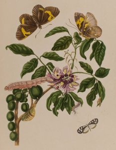 1705年に出版された「Metamorphosis insectorum Surinamensium」のイラスト。Ofte Verandering der Surinaamsche Insecten」（1705年出版）の図版（彩色済み彫刻）。 作： Maria Sibylla Graff (after) Merian