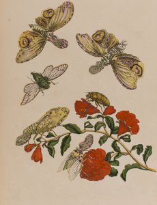 1705年に出版された「Metamorphosis insectorum Surinamensium」のイラスト。Ofte Verandering der Surinaamsche Insecten」（1705年出版）の図版（彩色済み彫刻）。