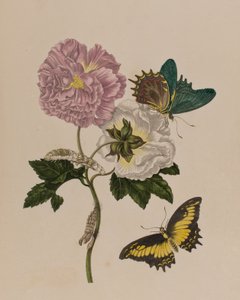 1705年に出版された「Metamorphosis insectorum Surinamensium」のイラスト。Ofte Verandering der Surinaamsche Insecten」（1705年出版）の図版（彩色済み彫刻）。 作： Maria Sibylla Graff (after) Merian