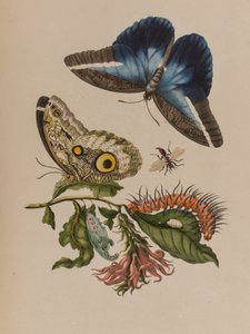 1705年に出版された「Metamorphosis insectorum Surinamensium」のイラスト。Ofte Verandering der Surinaamsche Insecten」（1705年出版）の図版（彩色済み彫刻）。 作： Maria Sibylla Graff (after) Merian
